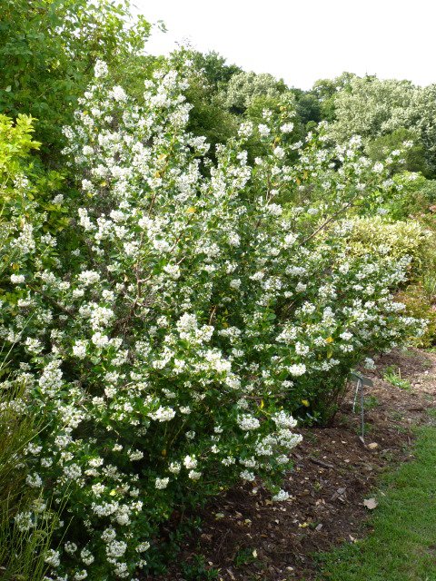 Escallonia 'Iveyi'